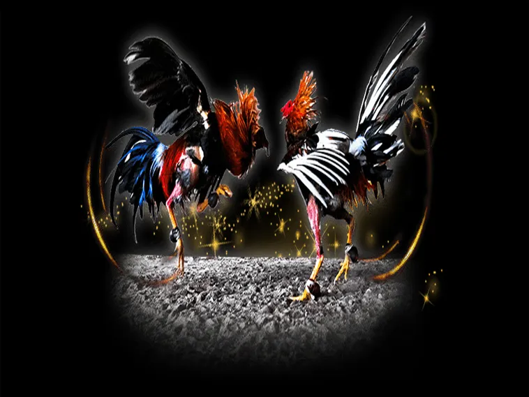 Bí Kíp Chơi Đá Gà Sabong AZ888 Chinh Phục Mọi Kèo Cược Lớn 1 Bí Kíp Chơi Đá Gà Sabong AZ888 Chinh Phục Mọi Kèo Cược Lớn