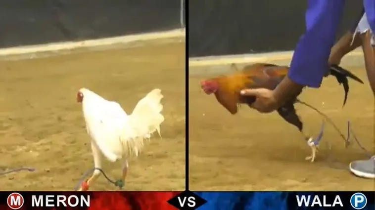 Bí Kíp Chơi Đá Gà Sabong AZ888 Chinh Phục Mọi Kèo Cược Lớn 2 Bí Kíp Chơi Đá Gà Sabong AZ888 Chinh Phục Mọi Kèo Cược Lớn